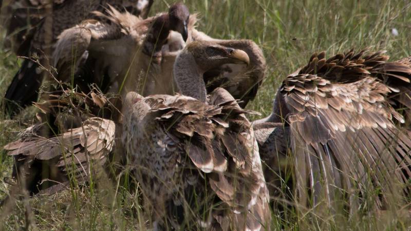 5 Night 6 Day Tarangire, Serengeti, Ngorongoro and Lake Manyara Joining Group Safari