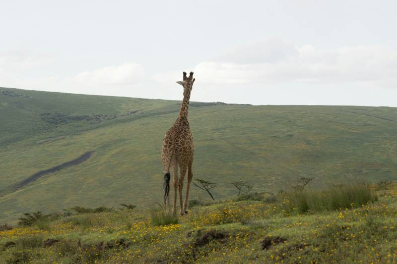 5 Night 6 Day Tarangire, Serengeti, Ngorongoro and Lake Manyara Joining Group Safari