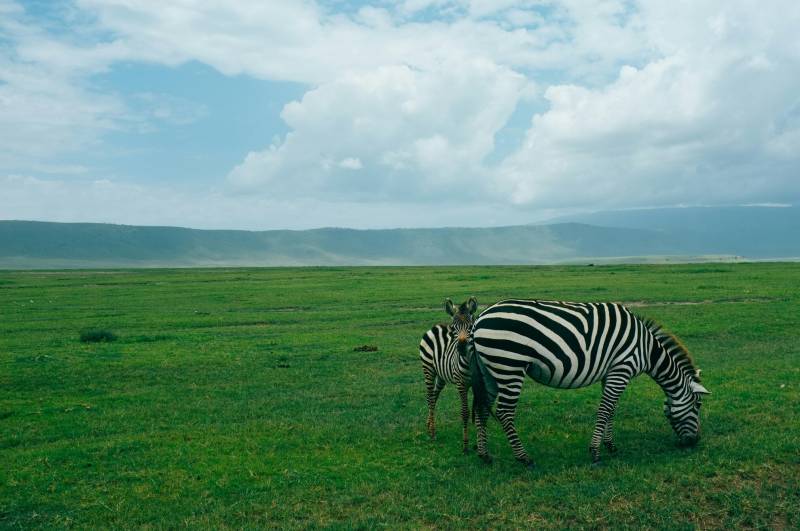 6 Night 7 Day Ultimate Tanzania Wildlife & Culture Adventure