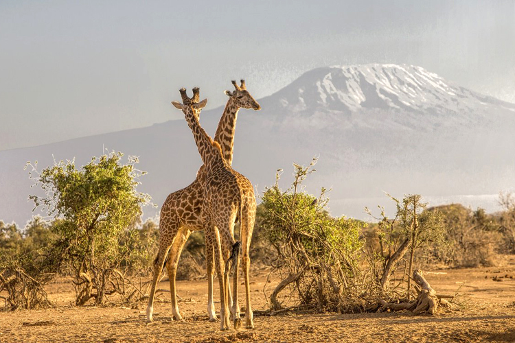 8 Days Tanzania Private Safari Tour