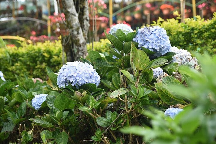 Cochin - Munnar Packages