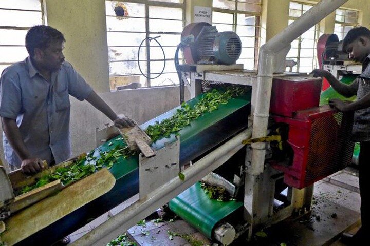 Cochin - Munnar Packages