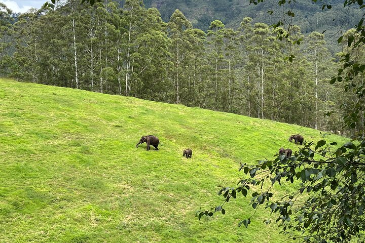 Cochin - Munnar Packages