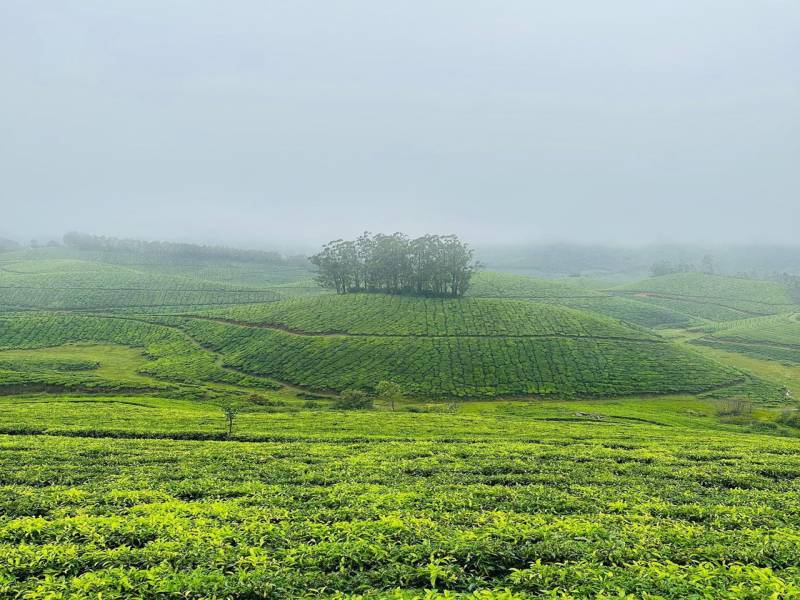Cochin - Munnar Packages