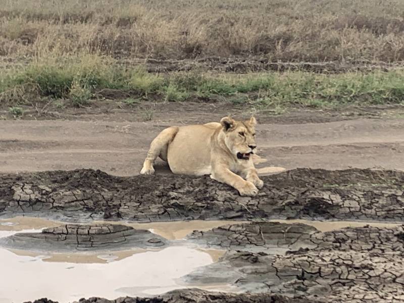 6 nights 7 days Safari Tour