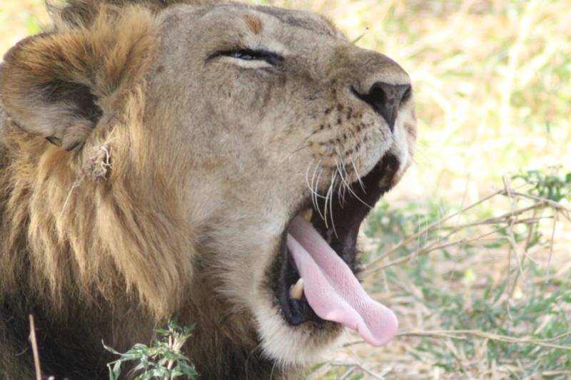 6 nights 7 days Safari Tour