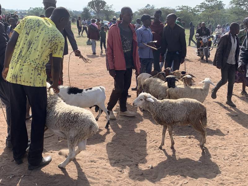 9 Nights 10 Days Safari, Wildlife Experience and Adventure Tour