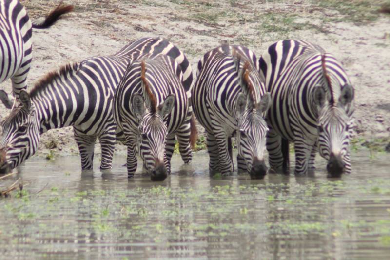 9 Nights 10 Days Safari, Wildlife Experience and Adventure Tour