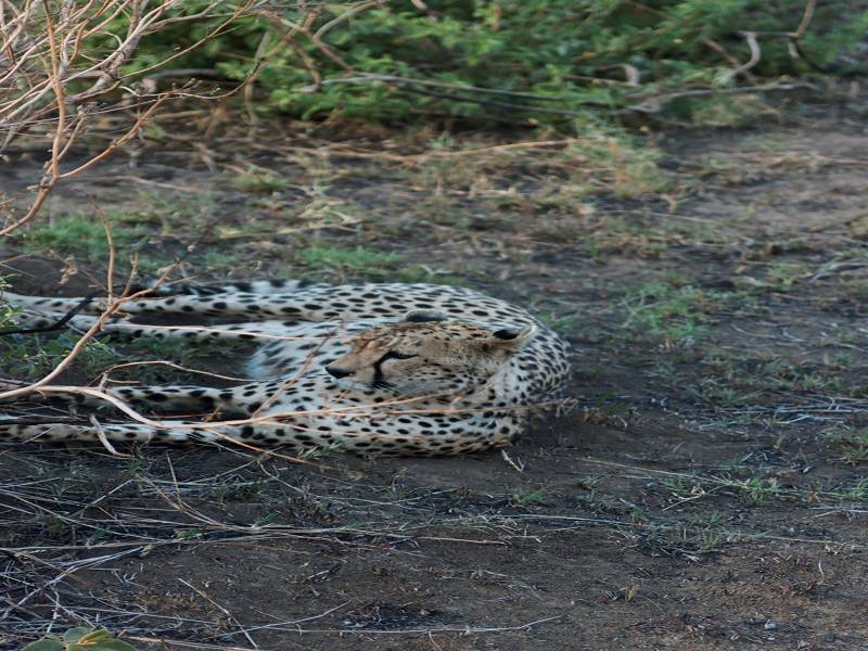 7 Nights 8days Safari Tour