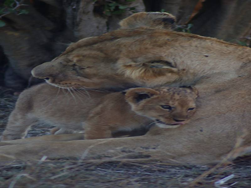 7 Nights 8days Safari Tour