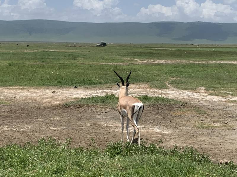 7 Nights 8days Safari Tour