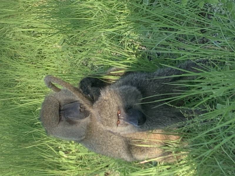 7 Nights 8days Safari Tour