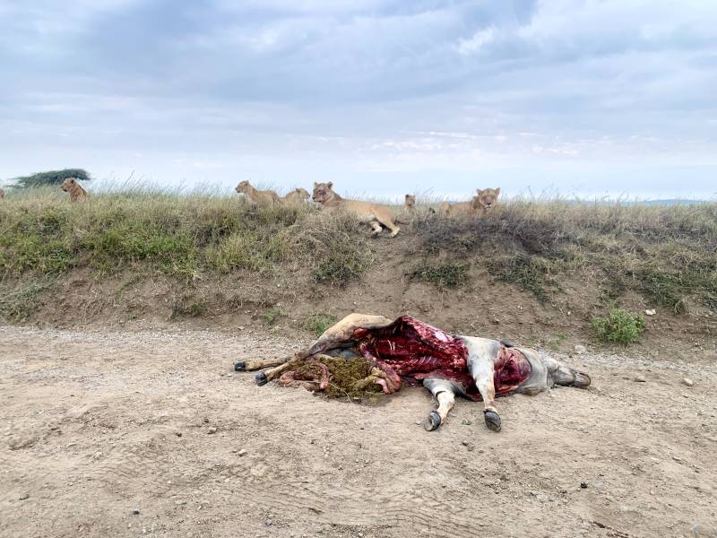 6 nights 7 days Safari Trip