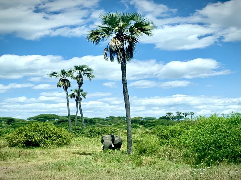 6 nights 7 days Safari Trip