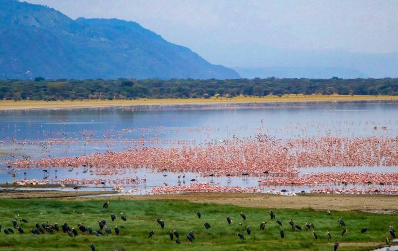 4 Days 3 Nights Camping Safari - Lake Manyara National Park Tour