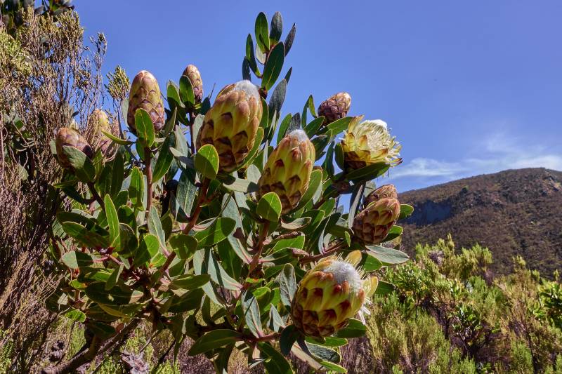 7 Days Kilimanjaro Climb Via Machame Route