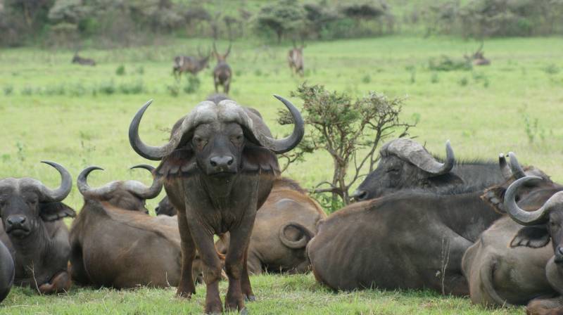 Arusha National Park Day Trip | Tanzania