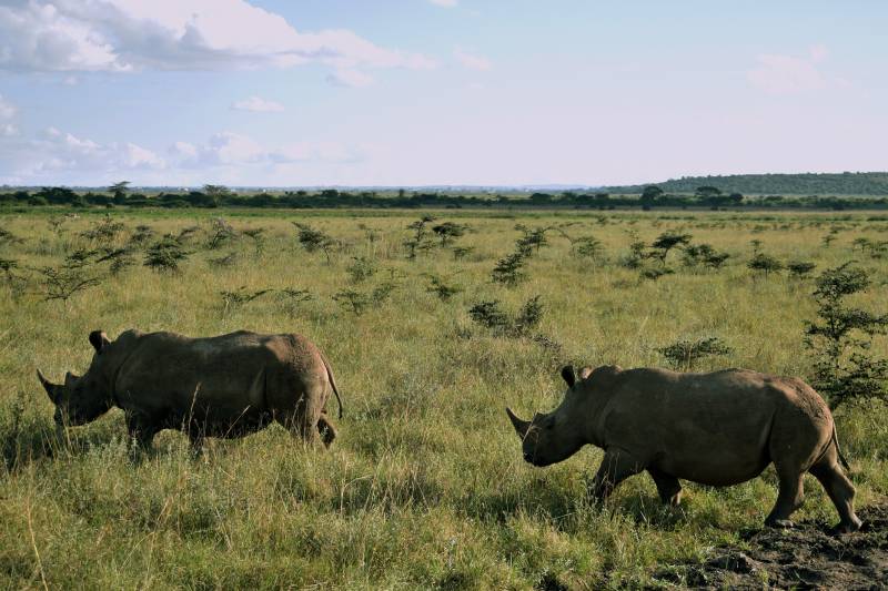 Ngorongoro Crater Day Trip | Tanzania