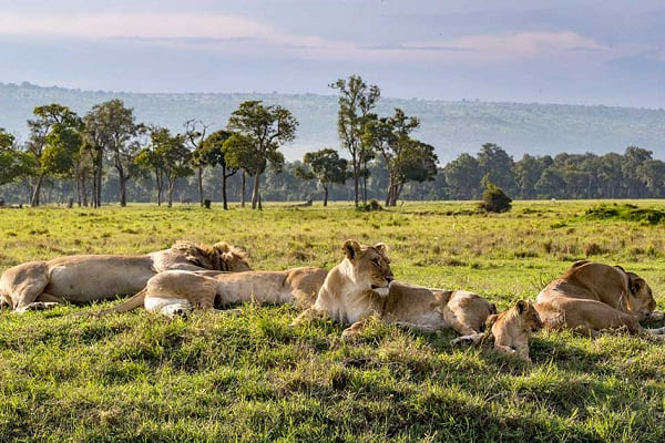 6 Days Tanzania Luxury Camping Safari Tour