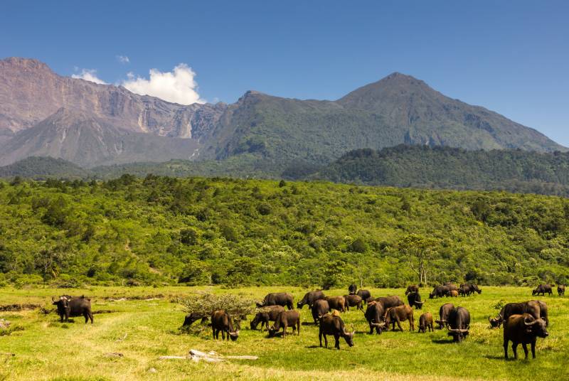 Day Tour Arusha National Park