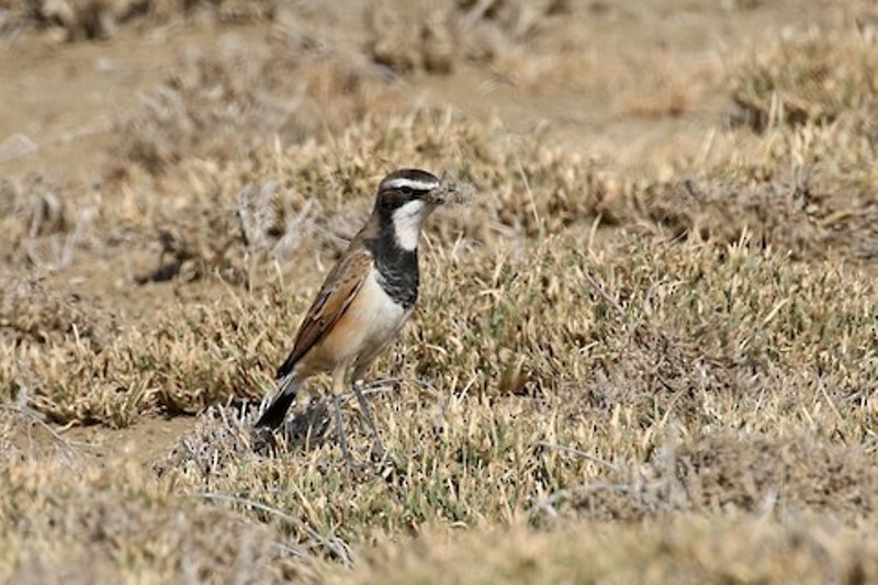 Engikaret Plains Day Tour Image