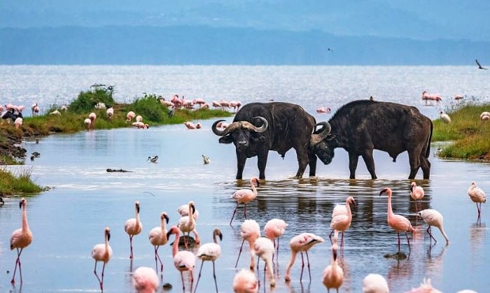 5 Days Masai Mara - Lake Nakuru - Lake Naivasha Safari Tour