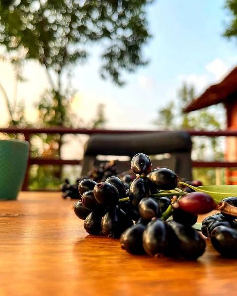 5 Days & 4 Nights Enchanting Mysore, Chikmagalur, and Coorg Getaway from Bangalore