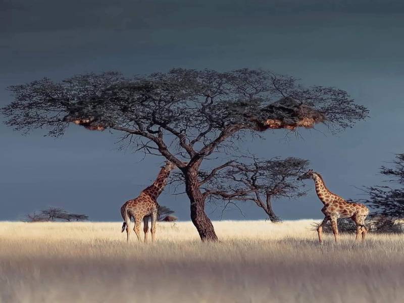 3 Nights 4 Days Tanzania Wildlife Safari with Crownland Tour