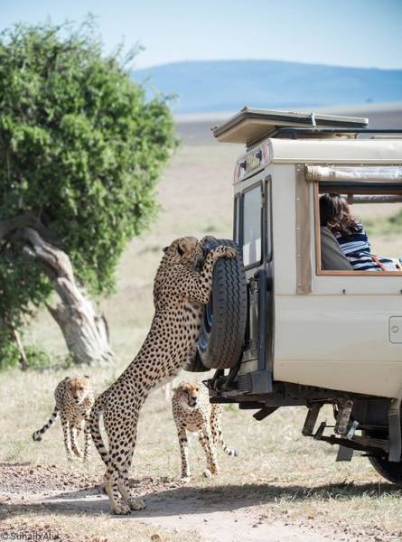 3 Nights 4 Days Tanzania Wildlife Safari with Crownland Tour