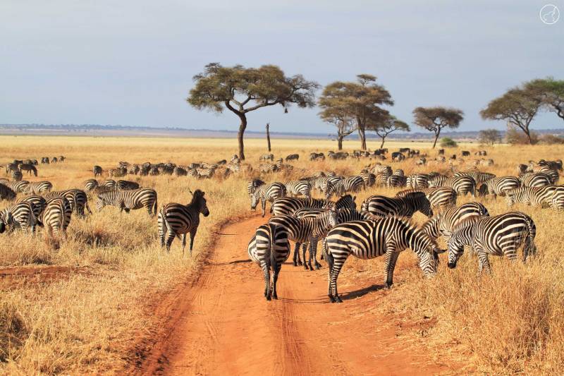 12 Days Migration Safari With Cultural Tour