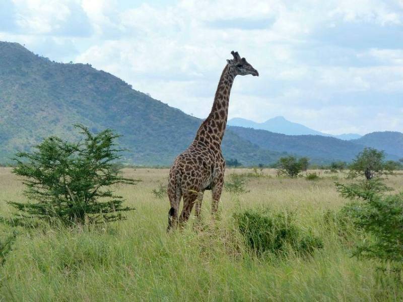 10 Days Mkomazi - Usambara Mountains - Saadani And Beach Relaxation Tour