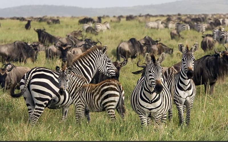 4- Days 3 Nights Wildlife Wonders Adventure Through Tanzania