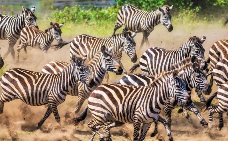 4- Days 3 Nights Wildlife Wonders Adventure Through Tanzania