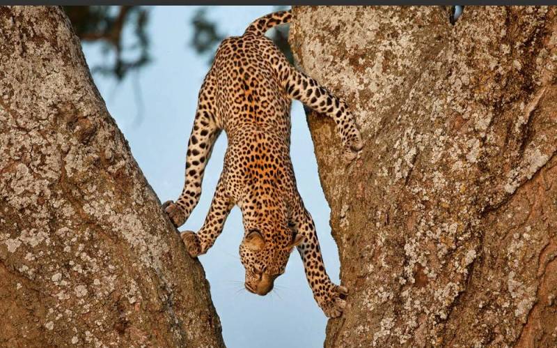 4- Days 3 Nights Wildlife Wonders Adventure Through Tanzania