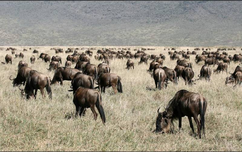 4- Days 3 Nights Wildlife Wonders Adventure Through Tanzania