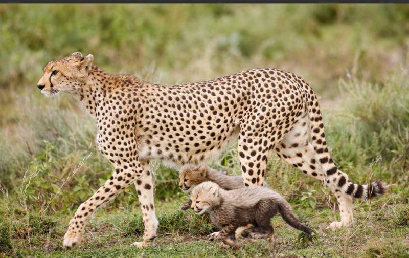 4- Days 3 Nights Wildlife Wonders Adventure Through Tanzania