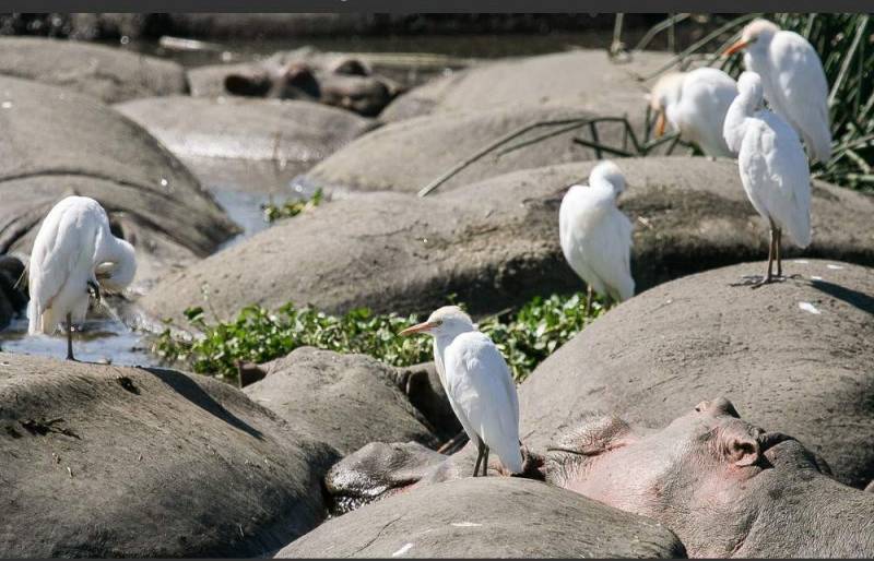 4- Days 3 Nights Wildlife Wonders Adventure Through Tanzania