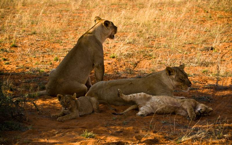 4- Days 3 Nights Wildlife Wonders Adventure Through Tanzania