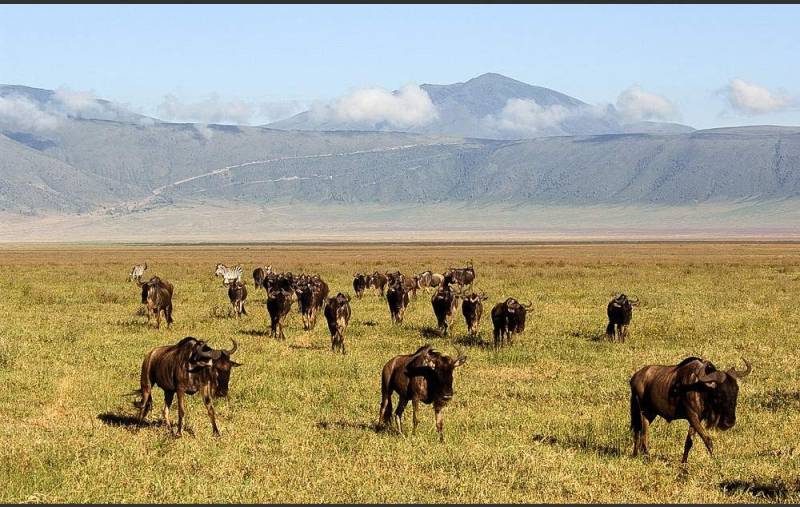 4- Days 3 Nights Wildlife Wonders Adventure Through Tanzania