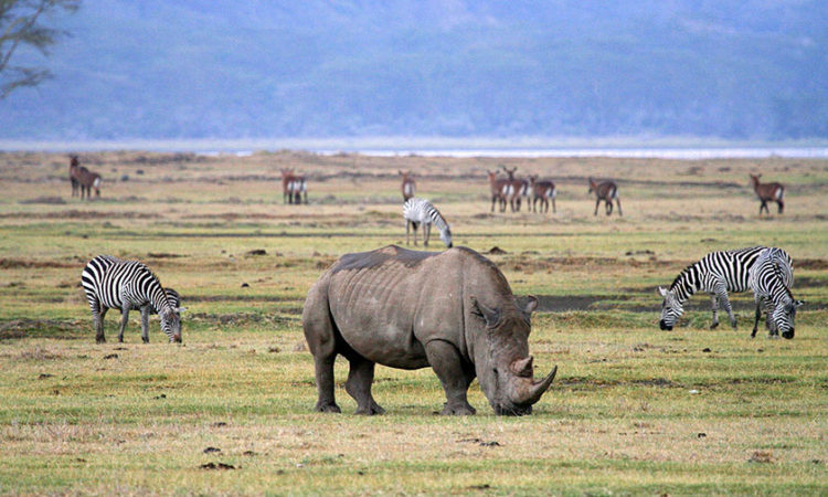 3Day Tarangire - Ngorongoro - Lake Manyara Budget Safari Tour Image