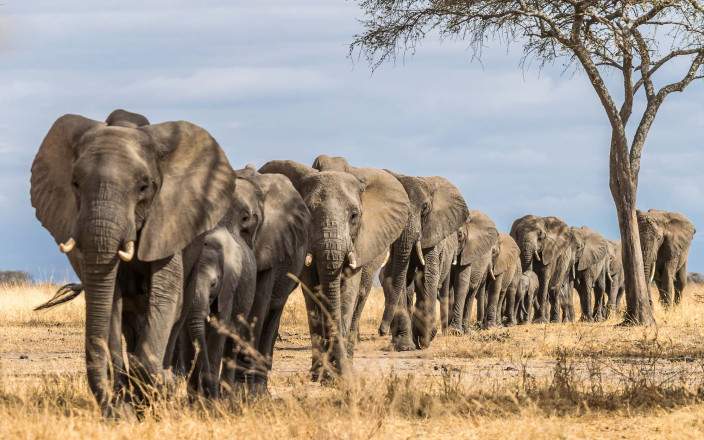 3Day Tarangire - Lake Eyasi And Ngorongoro Crater Mid-range Safari Lodge Tour Image