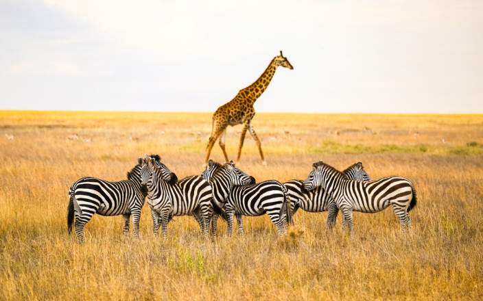 7Day Mid Range Safari To Serengeti Wildebeest Migration Tour