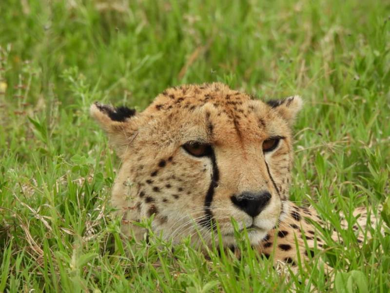 13 Days 12 Nights In Tarangire, Serengeti, Ngorongoro Conservation Area