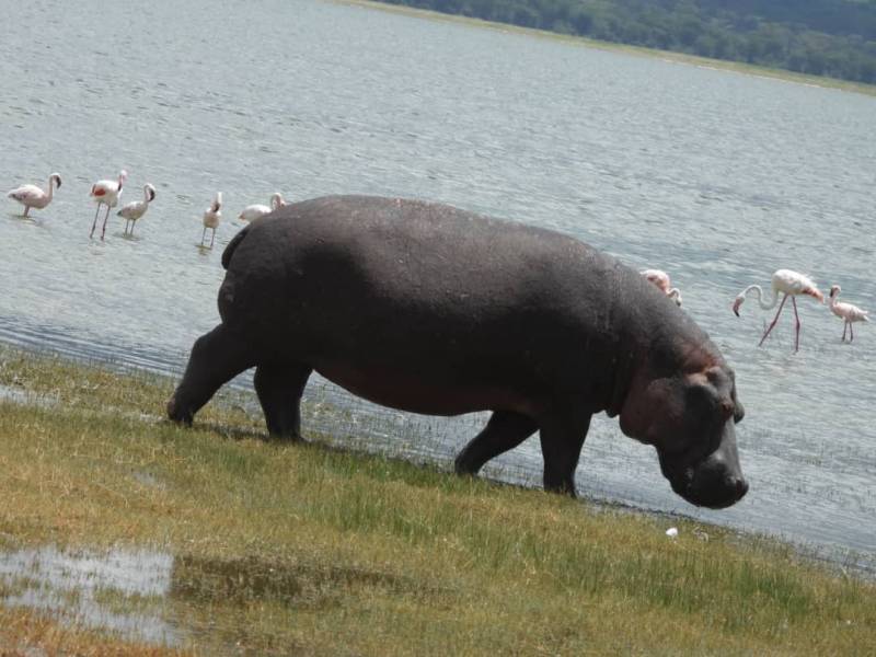 13 days 12 nights in Tarangire, Serengeti, Ngorongoro Conservation area