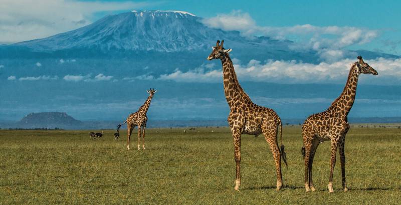 5 Days 4 Nights Amboseli - Lake Naivasha - Masai Mara Tour Image