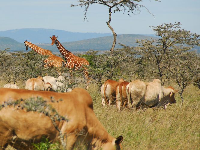 7D 6N Tsavo West-Tsavo East-Amboseli-Lake Naivasha-Masai Mara Safari Package