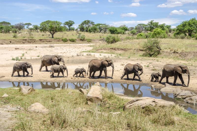 4 Days 3 Nights Tarangire - Ngorongoro - Lake Manyara Safari Package Image