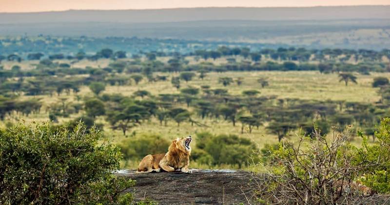 6 Days 5 Nights Lake Manyara - Ngorongoro Crater - Serengeti Safari Package Image