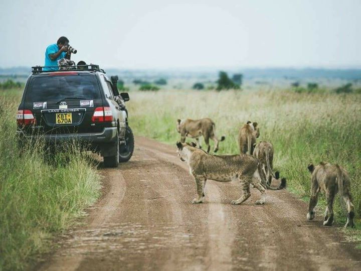 Nairobi National Park Day Tour Image