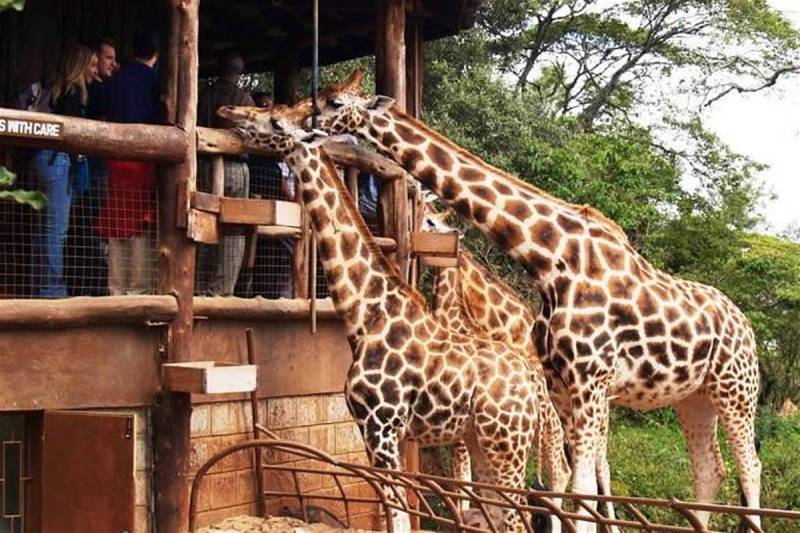 Giraffe Center Day Tour